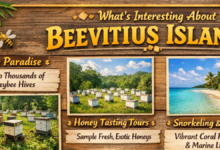 What Is Interesting About Beevitius Islands